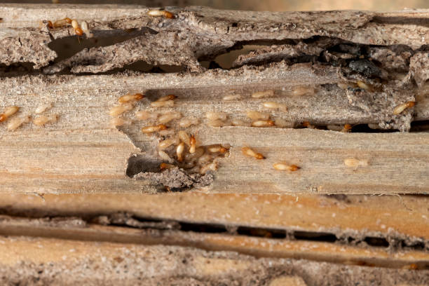 Hidalgo, TX Pest Control Company