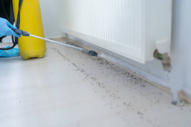 Best Local Pest Control Services  in Hidalgo, TX