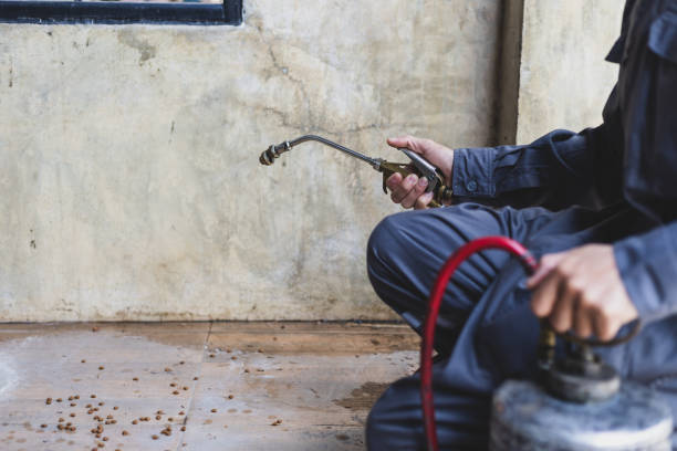 Best Termite Control Services  in Hidalgo, TX
